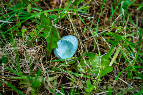 Foto Geschlüpft Vogelei im Gras