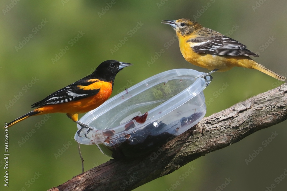 Baltimore Orioles, male orange, female lighter yellow colour in spring on feeders