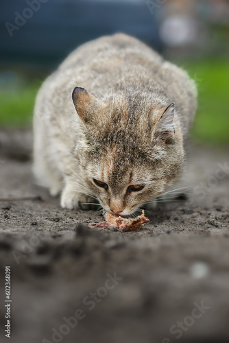 Photography Cat looking at raw fish.