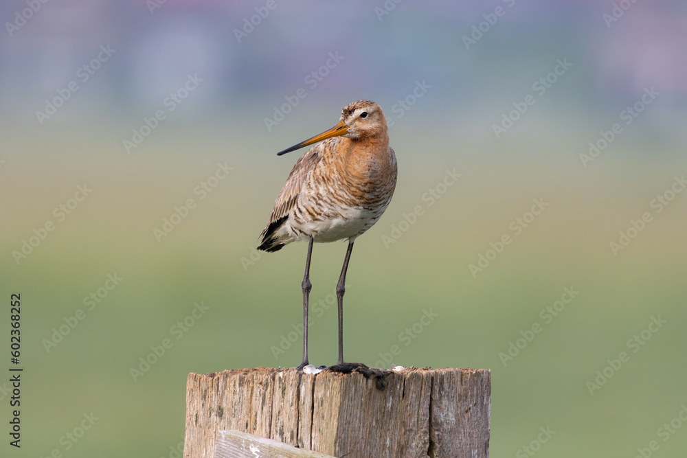 Obraz premium Godwit