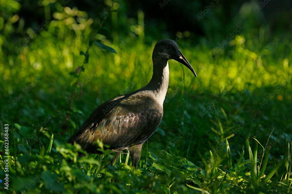 Hadeda ibis Hadeda ibis