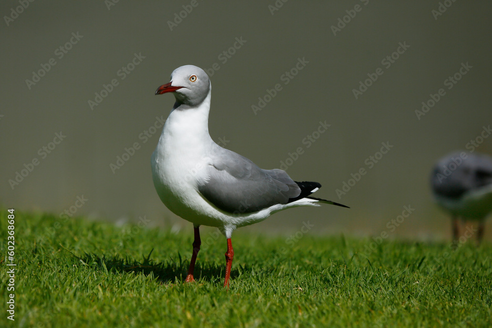 Fototapeta premium seagull on the grass