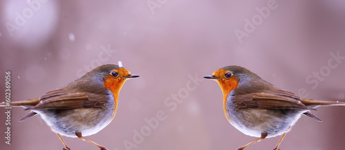 A pair of robins facing each other during a snowfall...