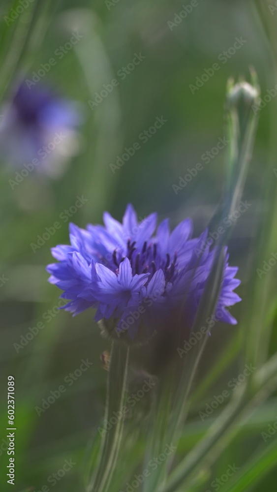 flower in the garden flower in the garden