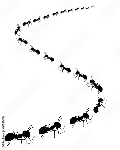Fotobehang colony of marching ants, ant road