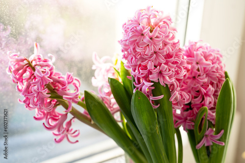 fresh pink hyacinths on the background of the window close-up