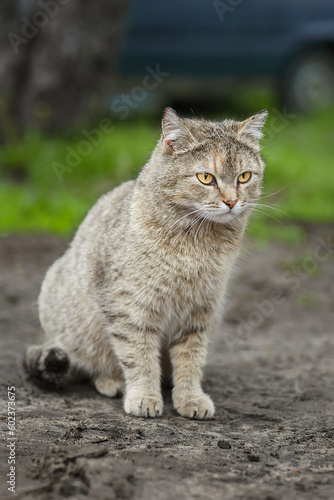 Gray striped cat walks on a leash on green grass outdoors..