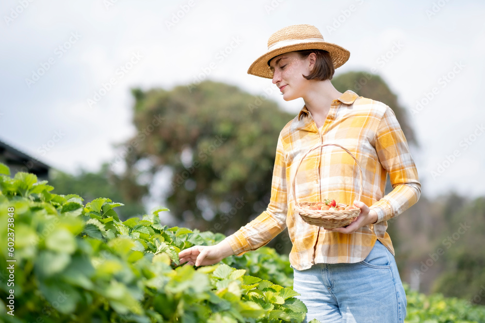 White farmer harvesting strawberry at her farm with smile, farm for travel concept in country.