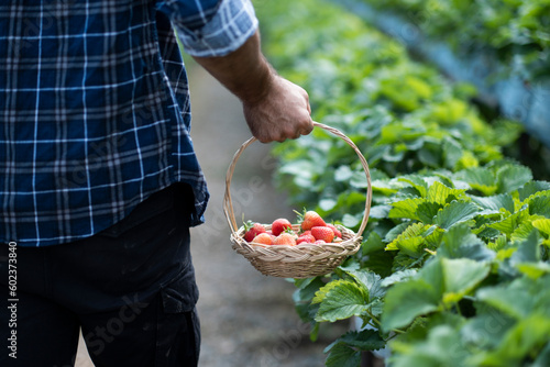 Croped man hand holding strawberry fruit basket harvesting in row with derty pants. photo