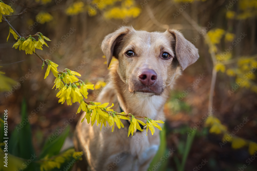 Portrait of a small red dog in the garden
