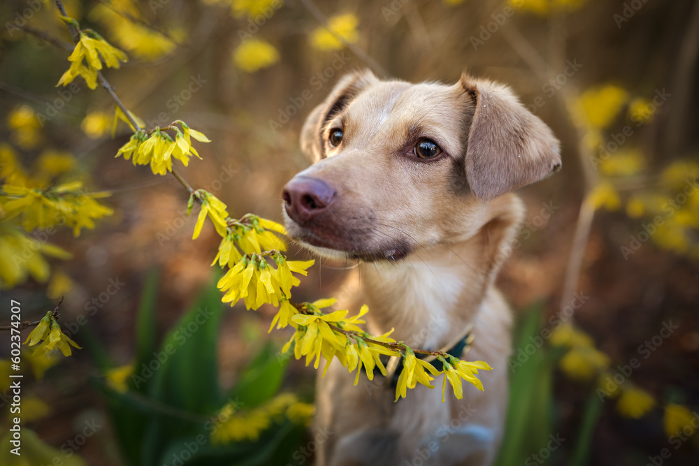 Portrait of a small red dog in the garden