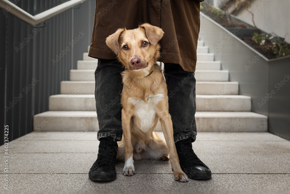 Urban portrait of small red dog