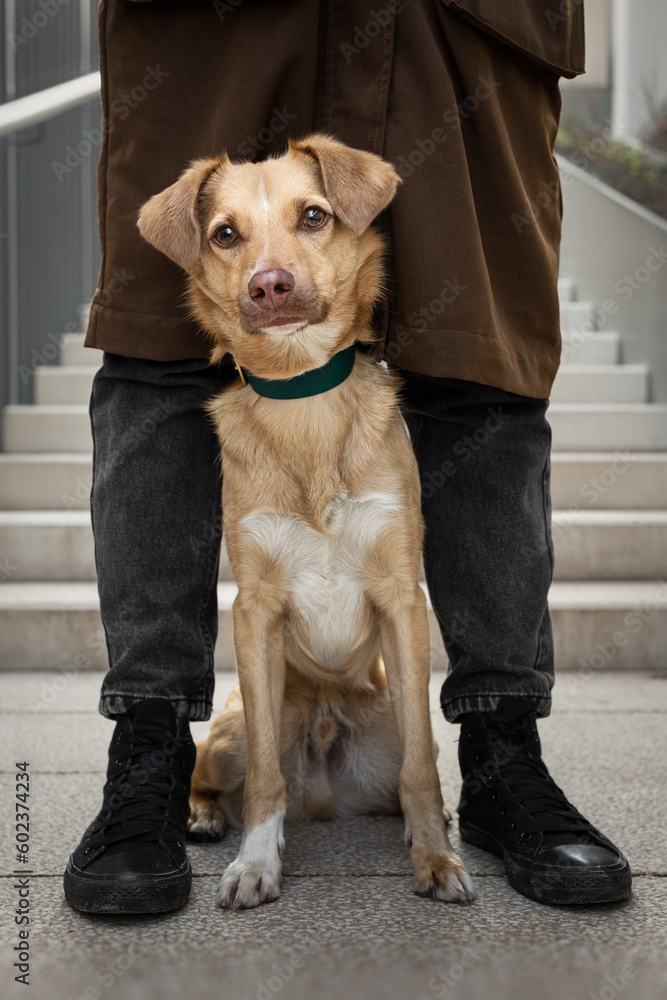 Urban portrait of small red dog