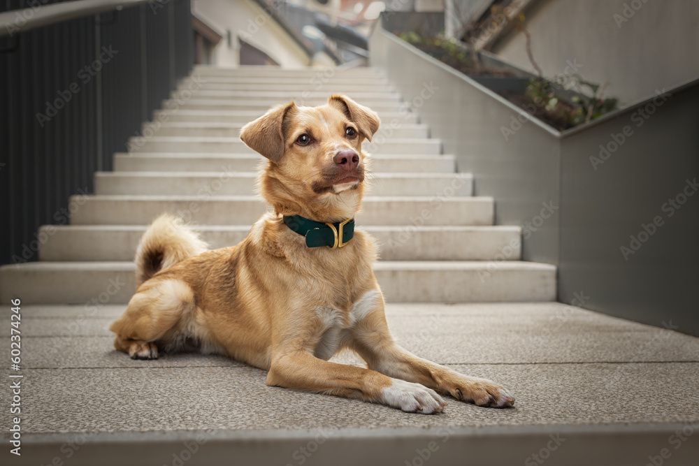 Urban portrait of small red dog