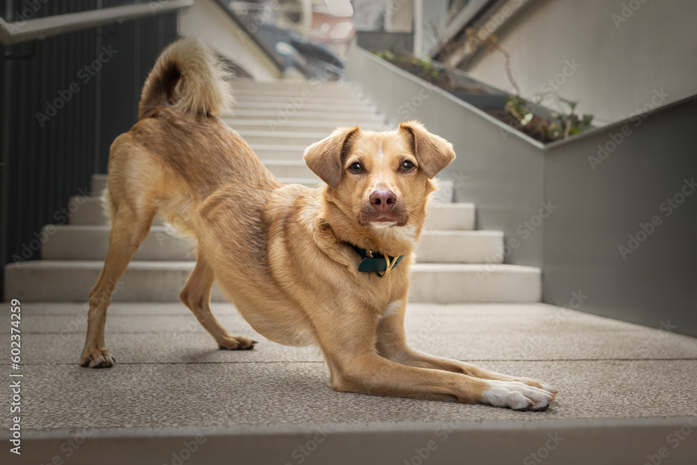 Urban portrait of small red dog