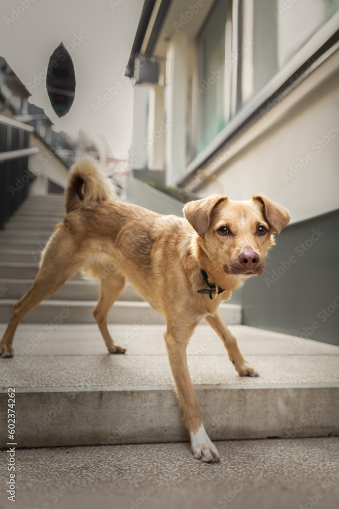 Urban portrait of small red dog
