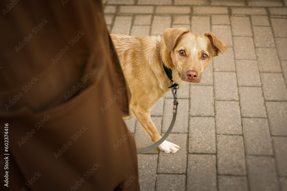 Urban portrait of small red dog