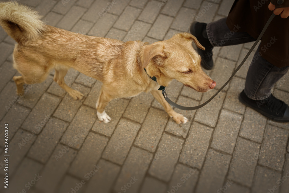 Urban portrait of small red dog