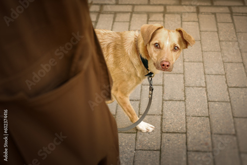 Obraz na płótnie Urban portrait of small red dog w salonie