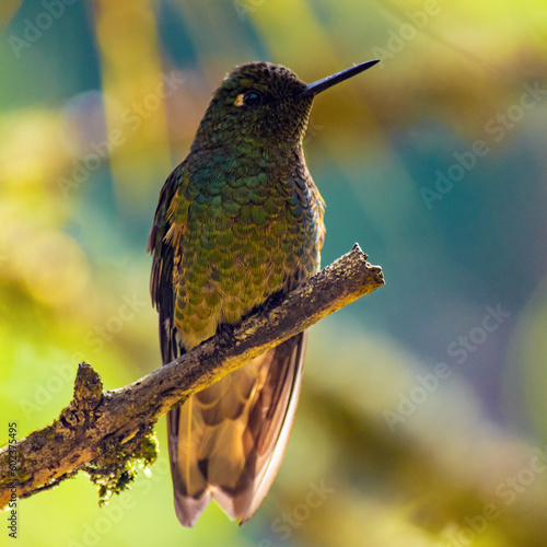 Beautiful and small bird typical of Colombia photo