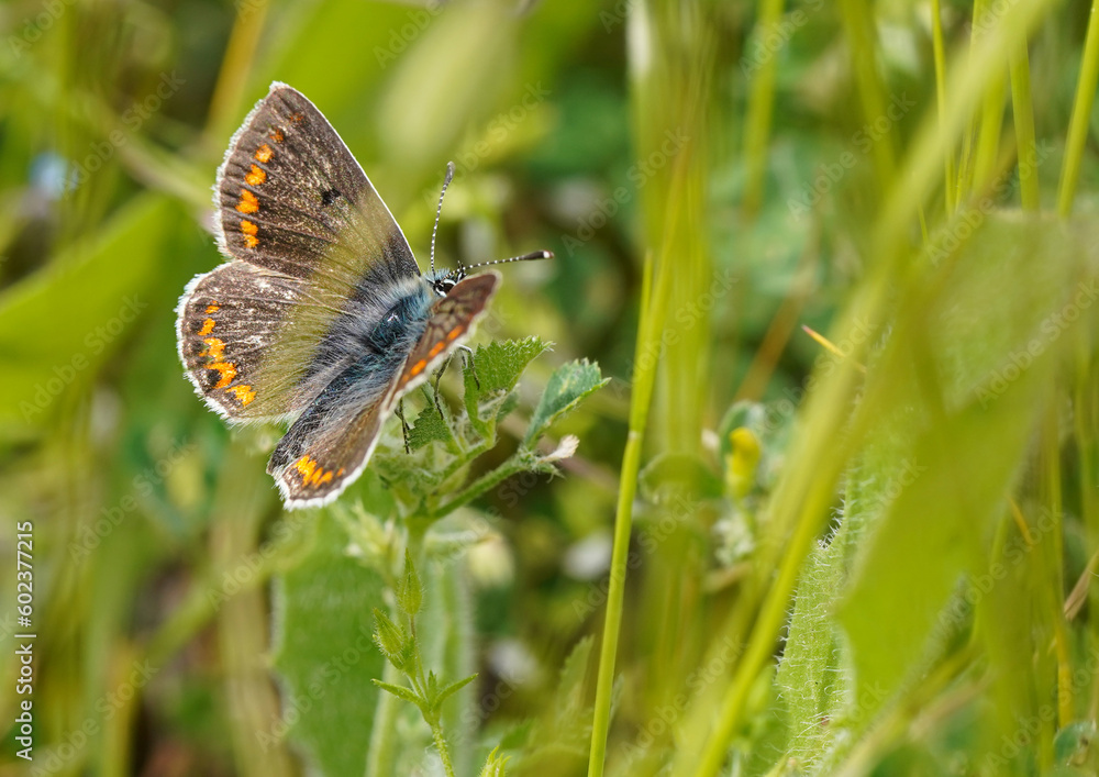 Multicolored butterfly on the grass, macro photo Multicolored butterfly on the grass, macro photo