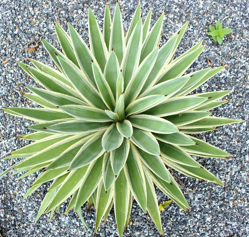 Top view of Agave in the garden with gravel floor. Close up of green Agave with stone background. Top view of Agave in the garden with gravel floor. Close up of green Agave with stone background.