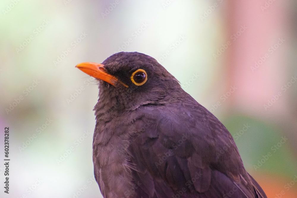 Fototapeta premium orange billed bird watching discreetly nature