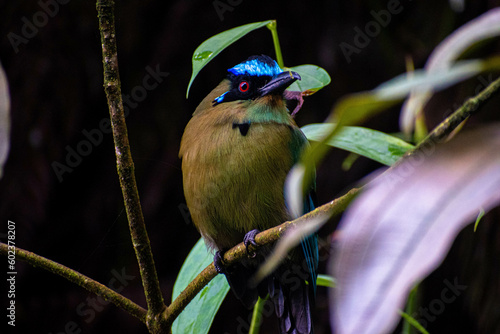 Momotus momota in the nature in colombia, barranquero photo