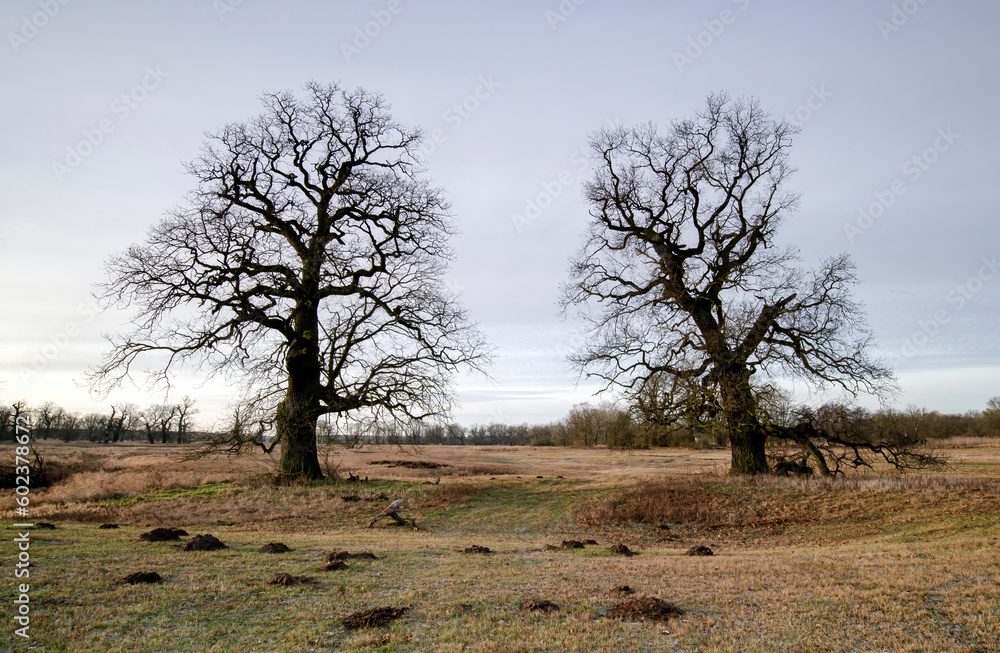 Landscape in the park. Old trees. Landscape in the park. Old trees.