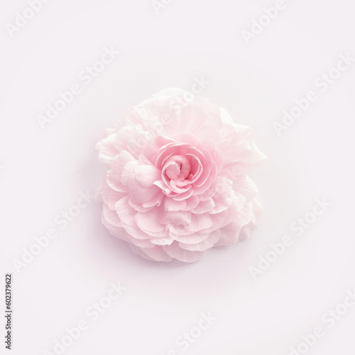 Top view image of pastel pink flower