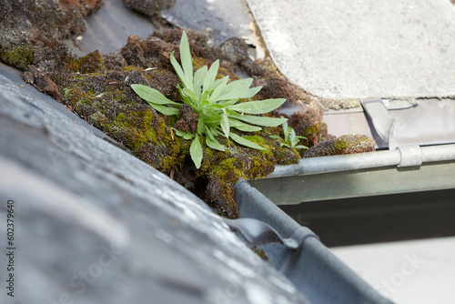 dirty gutter with moss and a small plant. old slate roof photo