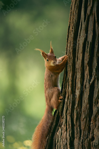 side view of a red squirrel on a tree trunk looking at the camera