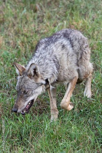 Italian Wolf photographed inside an animal rescue centre 