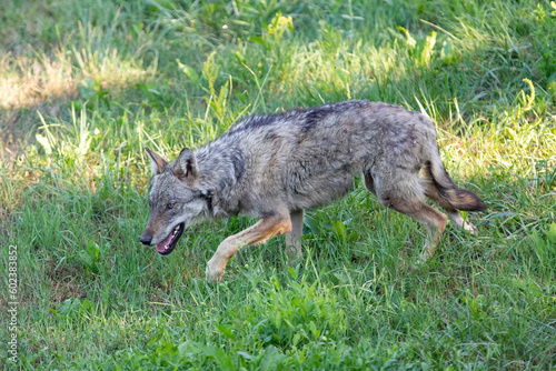 Italian Wolf photographed inside an animal rescue centre 