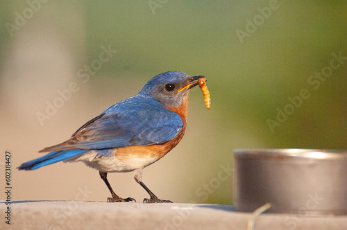 Eastern Mountain Bluebird