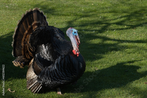 Mating male turkey with spread tail feathers in a display.