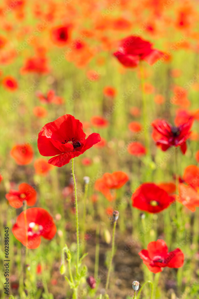 Red poppy flowers in a field