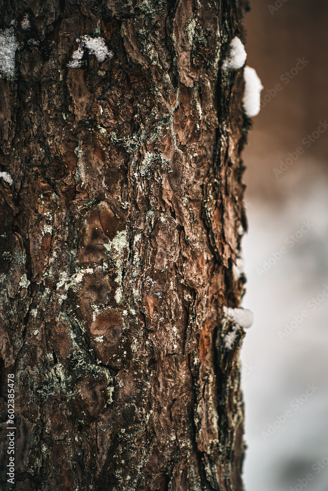 Snow covered tree bark in the winter woods. Close up of a tree texture at winter. Snow covered tree bark in the winter woods. Close up of a tree texture at winter.