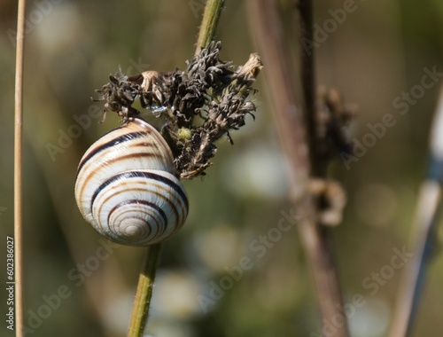 A snail with a white shell on a plant