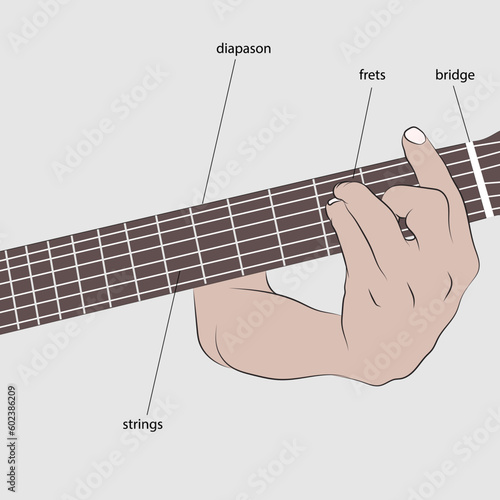 Vector example of how to fret a guitar, marked parts of the neck.