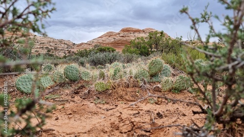 cacteen in desert of utah at canyonlands national park