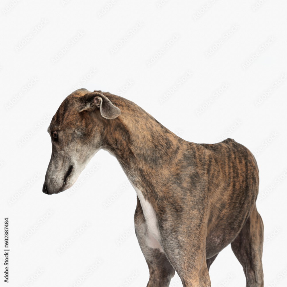 sweet english hound dog looking down side and being curious sweet english hound dog looking down side and being curious