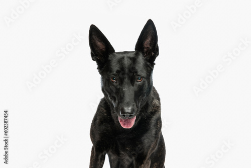 beautiful dutch shepherd dog sticking out tongue and panting © Viorel Sima