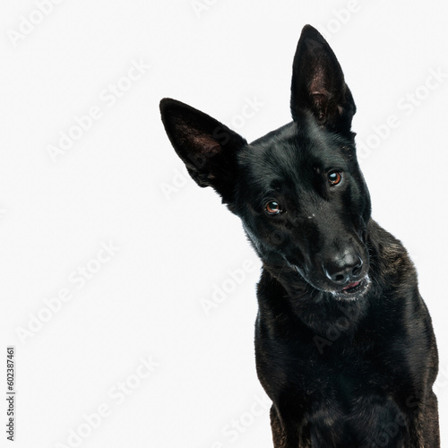 cutout picture of adorable dutch shepherd dog looking forward © Viorel Sima