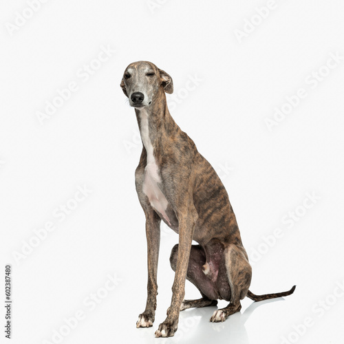 skinny english hound dog winking while sitting on white background