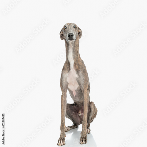 Photography adorable greyhound dog sitting and looking up in a curious way