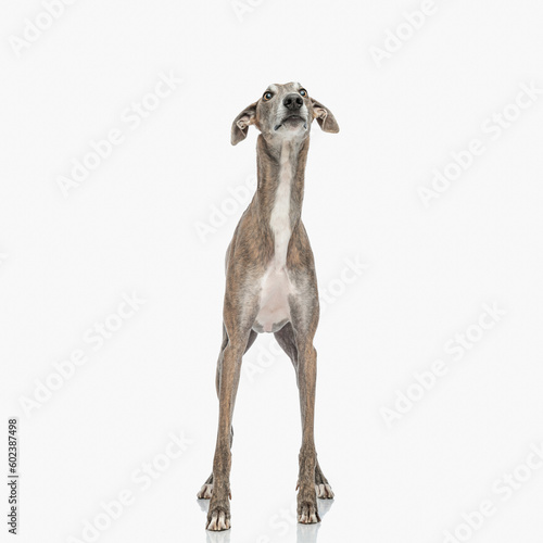 sweet skinny greyhound dog with thin legs looking up and being eager