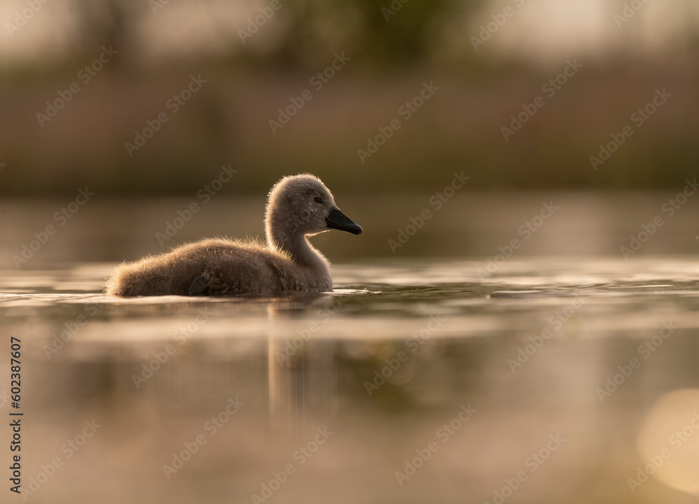 Sweet swan babies in golden light Sweet swan babies in golden light