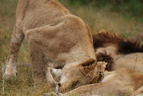 Lion and Lioness being cute and playful with each other and caressing  getting ready for mating season. taken during a safari game drive in South Africa