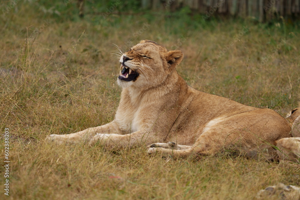 Lazy Lioness Laying around and yawning, sitting in the bushveld of a field in a Nature reserve during a Safari game drive Lazy Lioness Laying around and yawning, sitting in the bushveld of a field in a Nature reserve during a Safari game drive